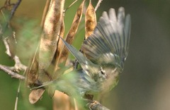 Phylloscopus borealis