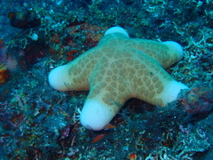Choriaster granulatus