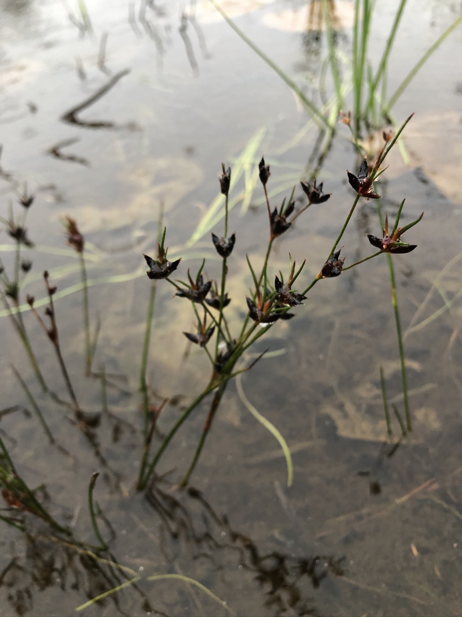Juncus supiniformis
