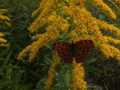 Polygonia c-aureum