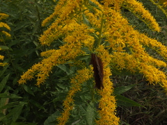 Polygonia c-aureum