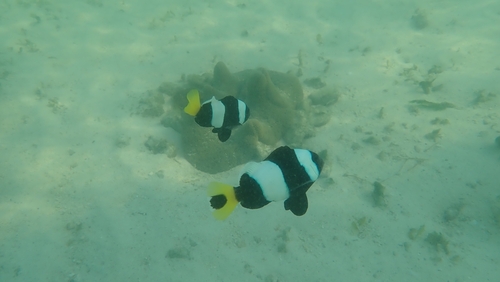 Sebae Anemonefish (Amphiprion sebae)