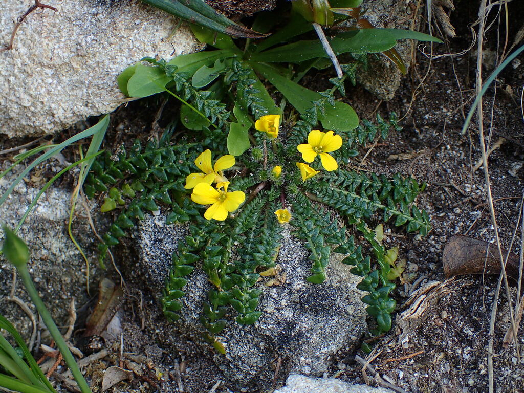 Morisia