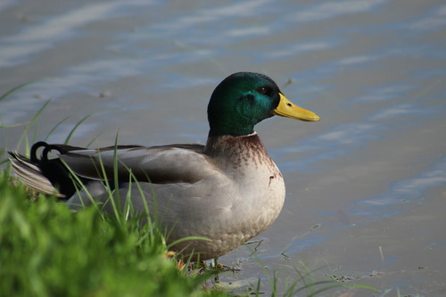 Canard colvert, mâle