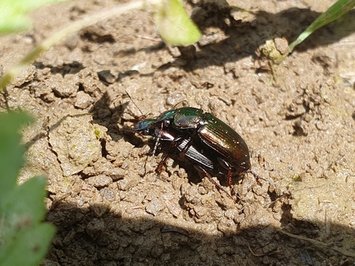 behúnik menivý (Harpalus affinis)