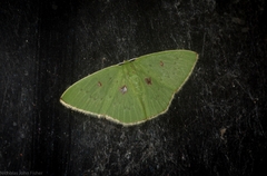 Comostola leucomerata