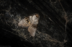 Acatapaustus metallopa