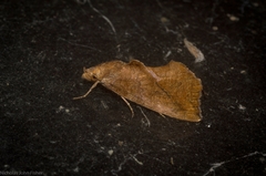 Plusiodonta arctipennis