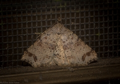 Lithilaria proestans