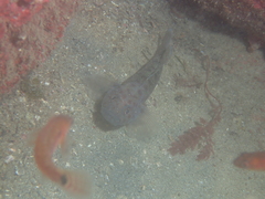 Thorogobius ephippiatus