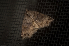 Lithilaria proestans