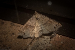 Lithilaria proestans