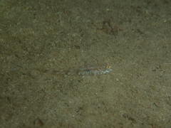 Pomatoschistus pictus
