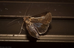 Lophoptera vittigera