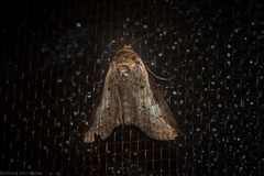 Lophoptera vittigera