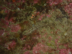 Pomatoschistus pictus