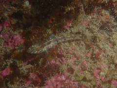 Pomatoschistus pictus