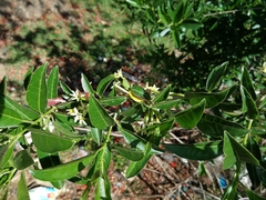 Cestrum laevigatum