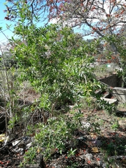 Cestrum laevigatum