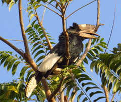 Bycanistes subcylindricus