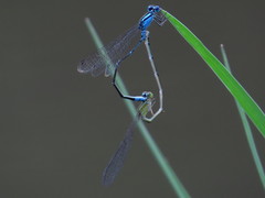 Pseudagrion microcephalum