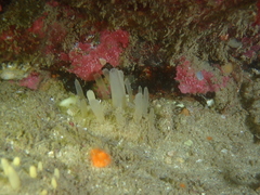 Polymastia penicillus