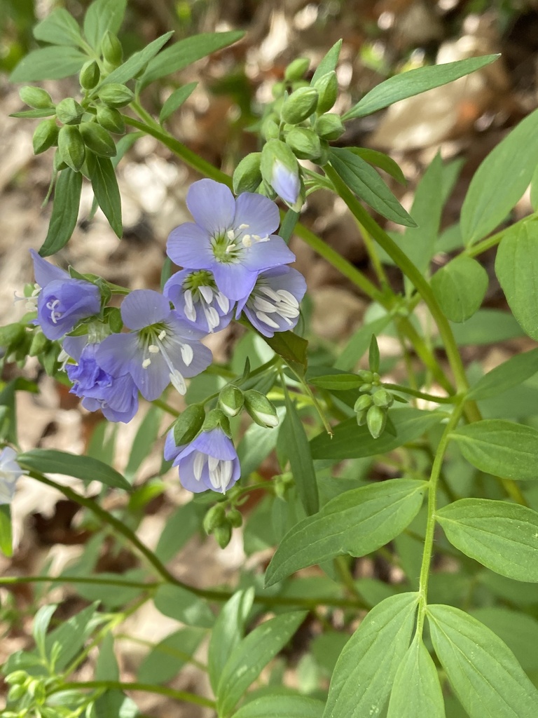 Jacob's ladder from Forest Park, St. Louis, MO, US on April 15, 2023 at ...