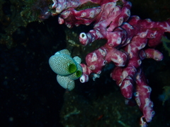 Didemnum membranaceum