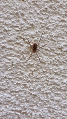 Opilio saxatilis