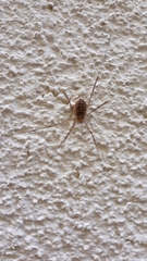 Opilio saxatilis