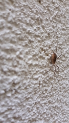 Opilio saxatilis