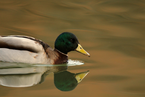 Canard colvert, mâle