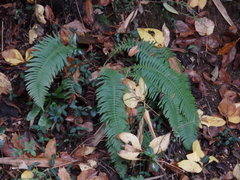 Struthiopteris niponica