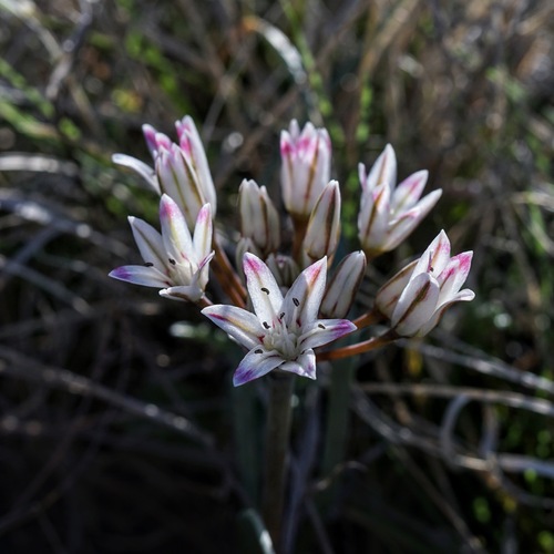 Image of Bigelow's Onion (Allium bigelovii) by (c) Andrew Tree, some rights reserved (CC BY)