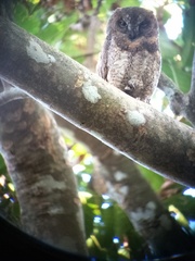 Otus elegans botelensis