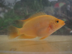 Amphilophus citrinellus