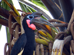 Bucorvus abyssinicus