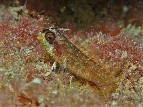 Many-spotted blenny (Laiphognathus multimaculatus) — Blenniidae