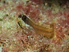 Spotty Blenny photo 4