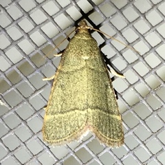 Hypsopygia nostralis