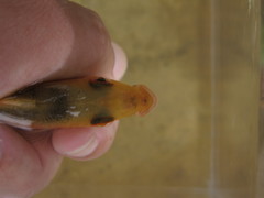 Amphilophus citrinellus