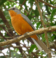 Melaenornis semipartitus