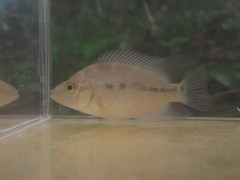 Amphilophus citrinellus