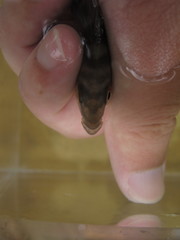 Amphilophus citrinellus