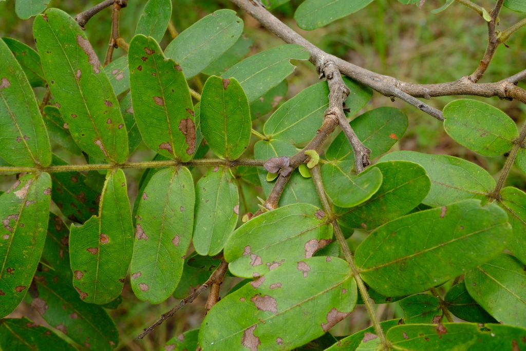 Brachystegia stipulata
