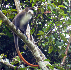 Cercopithecus ascanius schmidti
