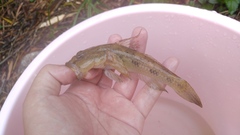 Glossogobius olivaceus
