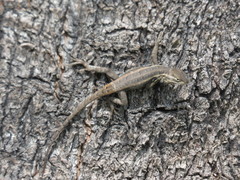Sceloporus variabilis