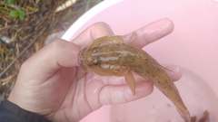Glossogobius olivaceus