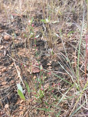 Polygonum ramosissimum